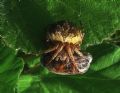 Agalenatea redii